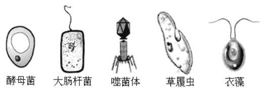 教資考試初中生物《單細胞生物》模擬題